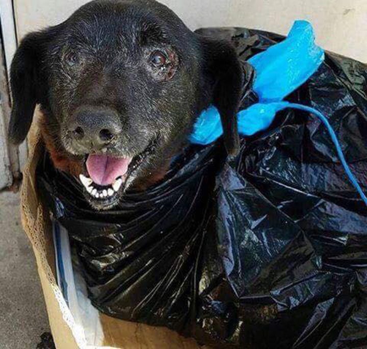 cucciolo nero abbandonato in sacco immondizia davanti rifugio