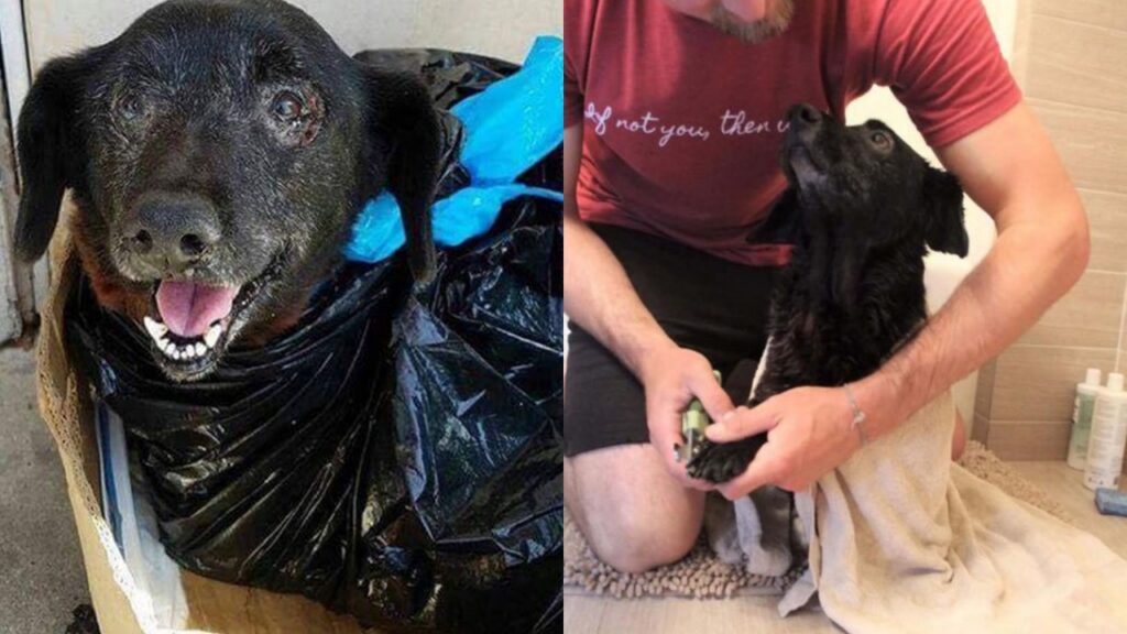 cucciolo nero abbandonato in sacco immondizia davanti rifugio