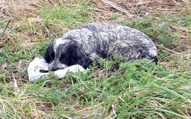 cocker spaniel cuccioli morti