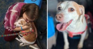 Cagnolina non entra nel trasportino per imbarcarsi sul volo così la sua padrona decide di abbandonarla in aeroporto