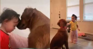 Golden Retriever cucciolo e la sorellina umana hanno una relazione profonda di amicizia (VIDEO)