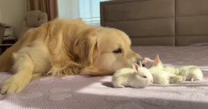 Golden Retriever incontra dei coniglietti per la prima volta e la sua reazione è commovente (VIDEO)