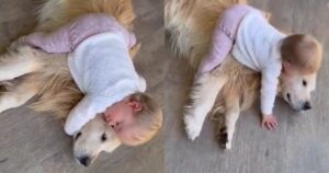 Golden Retriever viene baciato dal fratellino umano, così ricambia l’affetto dandogli un caloroso abbraccio (VIDEO)