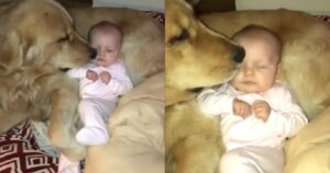 Golden Retriever viene scambiato per un cuscino dal fratellino umano il filmato diventa dolcissimo (VIDEO)