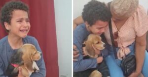 Cucciolo viene adottato dal suo nuovo fratellino umano che non riesce a trattenere le lacrime dalla felicità (VIDEO)