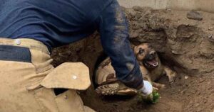 Cagnolino e tartaruga gigante salvati dopo essere rimasti bloccati dentro un tunnel nel terreno (VIDEO)