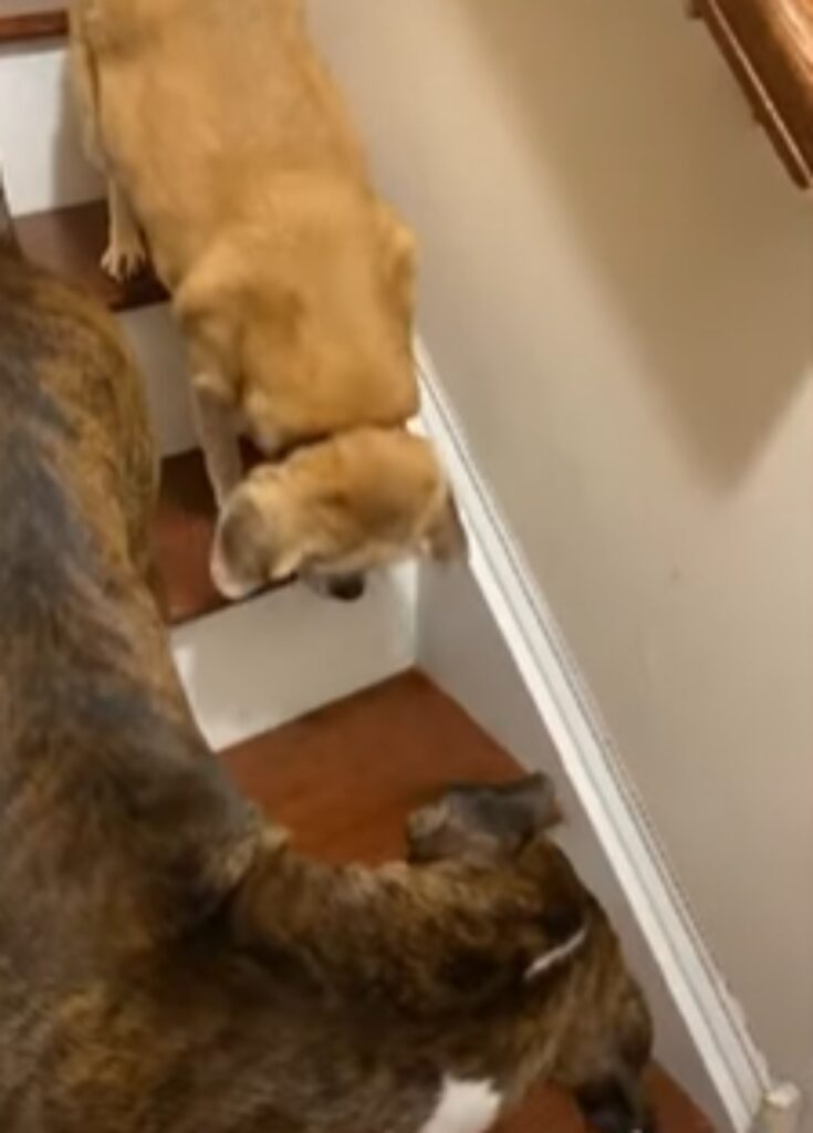 boxer aiuta amico cieco scendere scale
