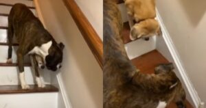 Boxer aiuta l’amico cagnolino cieco in tutto, anche a salire e scendere le scale (VIDEO)