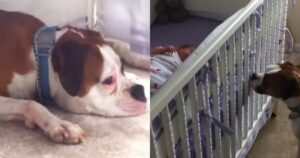 Boxer sente bambino piangere per la prima volta. La sua reazione è scioccante (VIDEO)