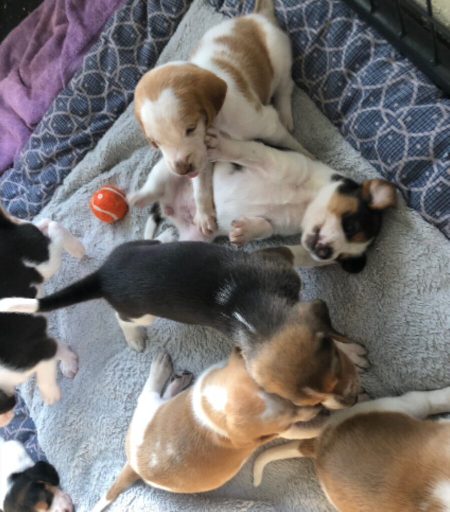 pompieri con cagnolina incinta e cuccioli