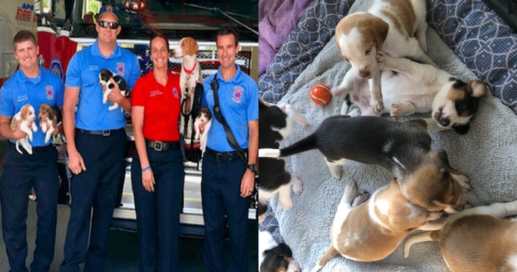 pompieri con cagnolina incinta e cuccioli
