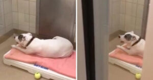 Cagnolina ospite al rifugio che piange ogni notte disperatamente (VIDEO)