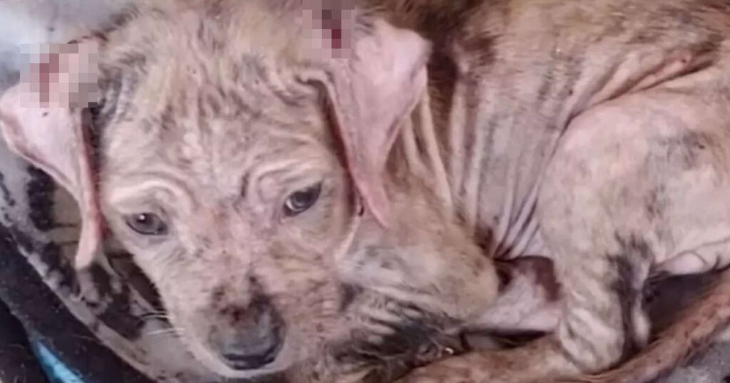 Cucciolo abbandonato era in pessime condizioni, senza pelo e molto magro (VIDEO)