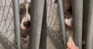 Cagnolino allunga la zampa ogni volta che vede qualcuno nel rifugio: spera che qualcuno lo adotti (VIDEO)