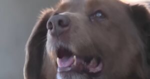 È il più anziano del mondo: il cagnolone Bobi e la sua storia (VIDEO)