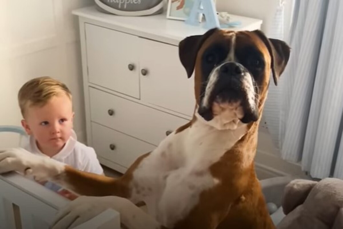 Cagnolone e il suo fratellino umano hanno un legame molto profondo e ...