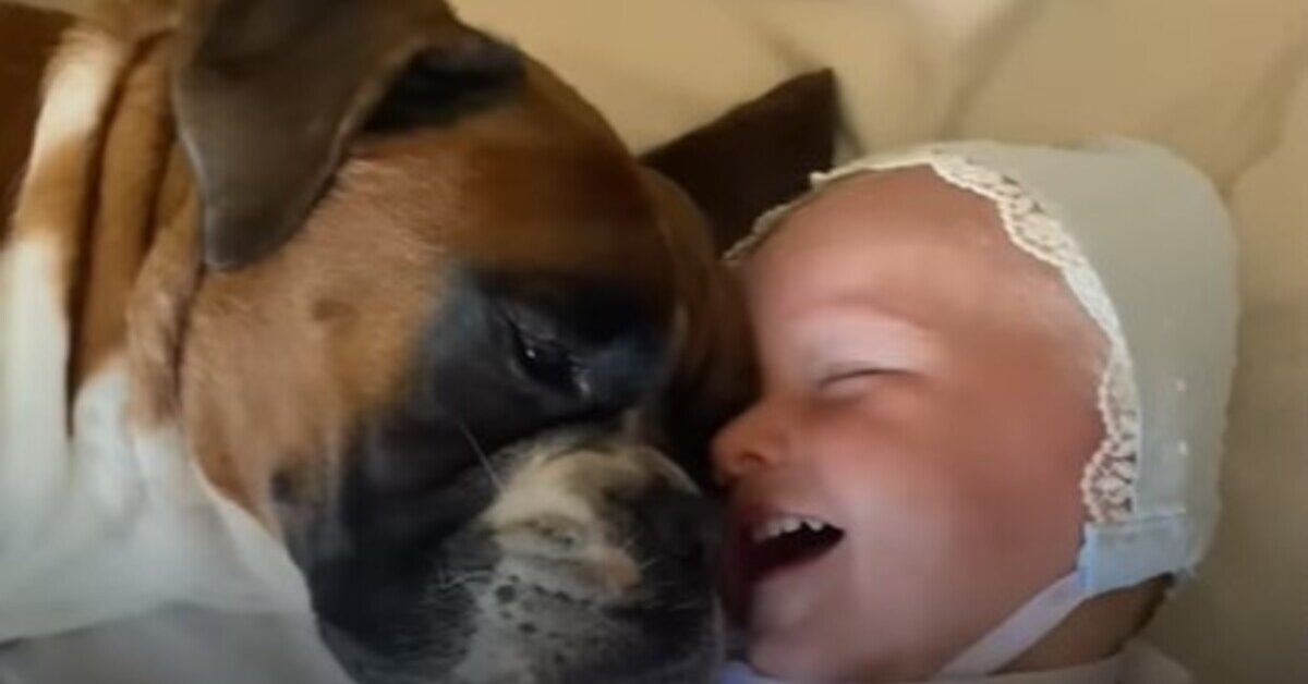 Cagnolone e il suo fratellino umano hanno un legame molto profondo e ...