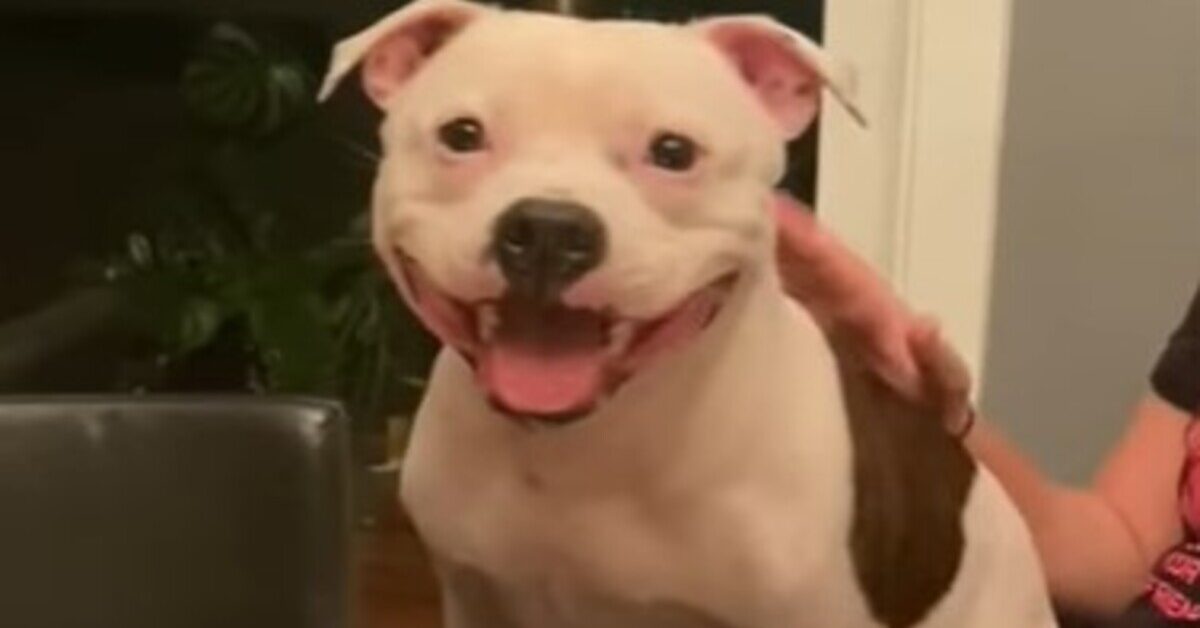 Cagnolone ha un carattere davvero molto comico ed è impossibile non ...