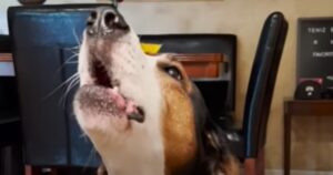 Il cantante cagnolone Goose ha una predilezione per il pianoforte; qui le sue doti canore (VIDEO)