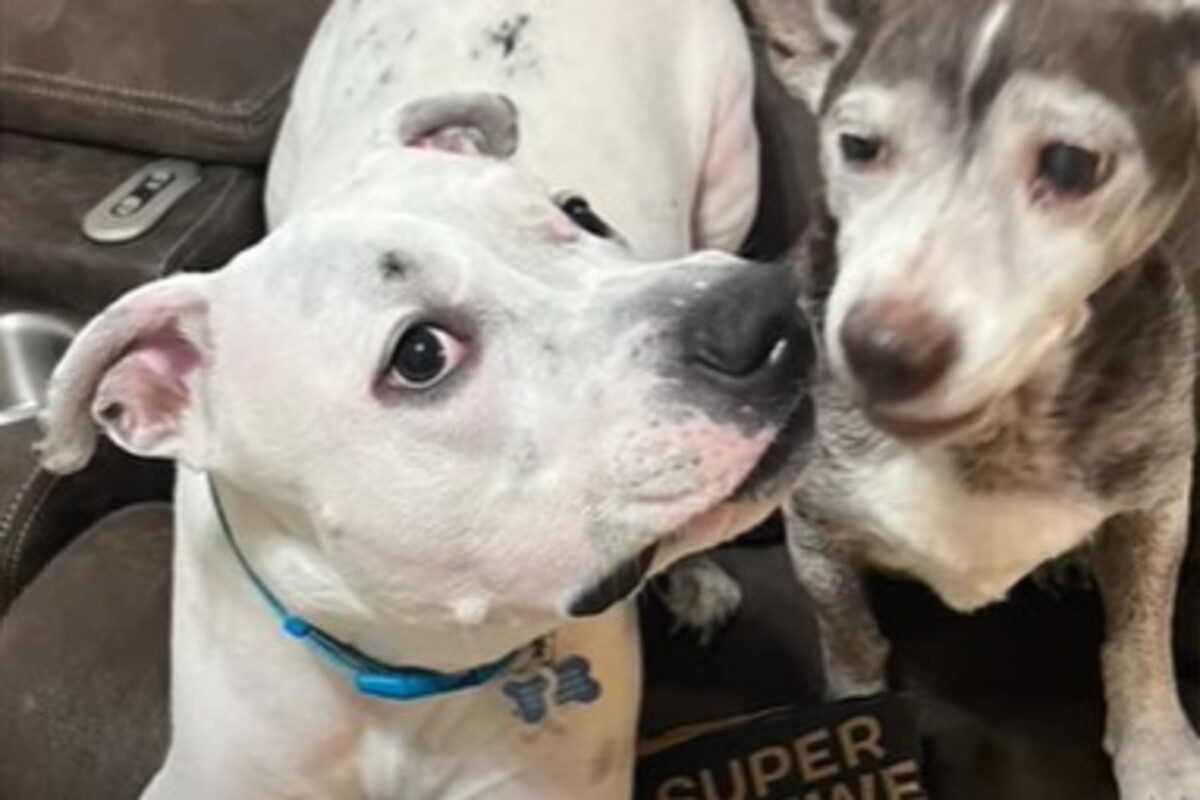 Il cagnolone Henry ha corretto il suo problema alle zampe grazie ai ...