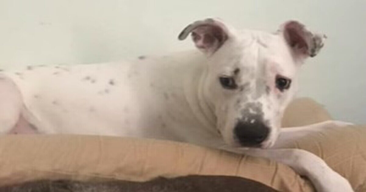 Il cagnolone Henry ha corretto il suo problema alle zampe grazie ai ...