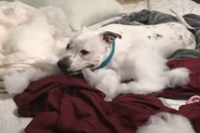 Il cagnolone Henry ha corretto il suo problema alle zampe grazie ai ...