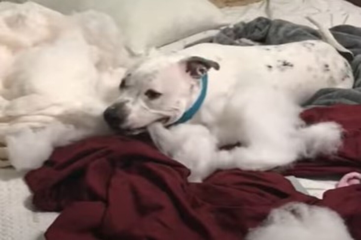 Il cagnolone Henry ha corretto il suo problema alle zampe grazie ai ...