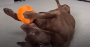 Il dolcissimo cagnolone Labrador Ollie ha un cuore grande e lo dimostra così (VIDEO)