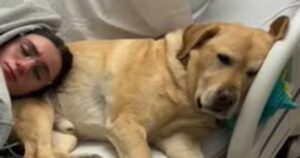 Cagnolone non riesce a staccarsi dal letto d’ospedale in cui è ricoverato il suo umano (VIDEO)