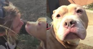 Cagnolino adottato con un cancro terminale e gli fa godere gli ultimi anni al massimo (VIDEO)