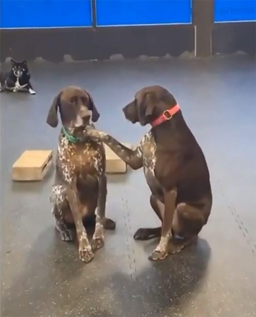 cane accarezza gli altri cagnolini dell'asilo