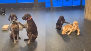 Cagnolino accarezza gli altri cagnolini del suo stesso asilo (VIDEO)