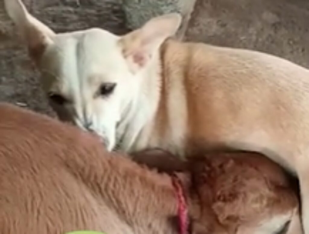 cane accudisce vitello allattandolo