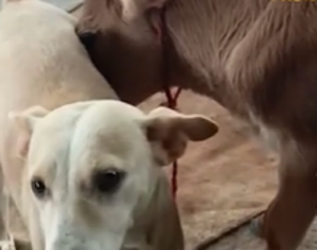 cane accudisce vitello allattandolo