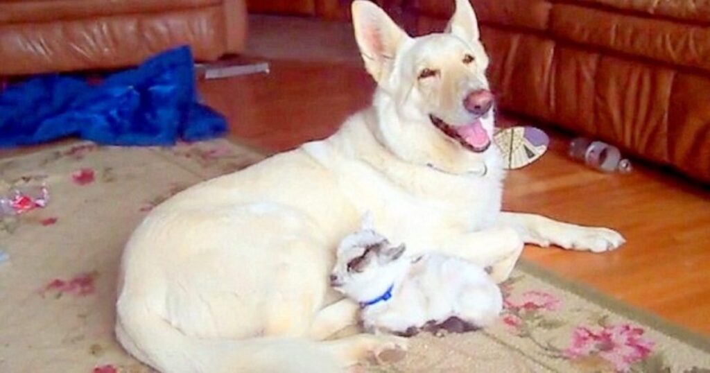 Pastore tedesco bianco cane adotta capra nana