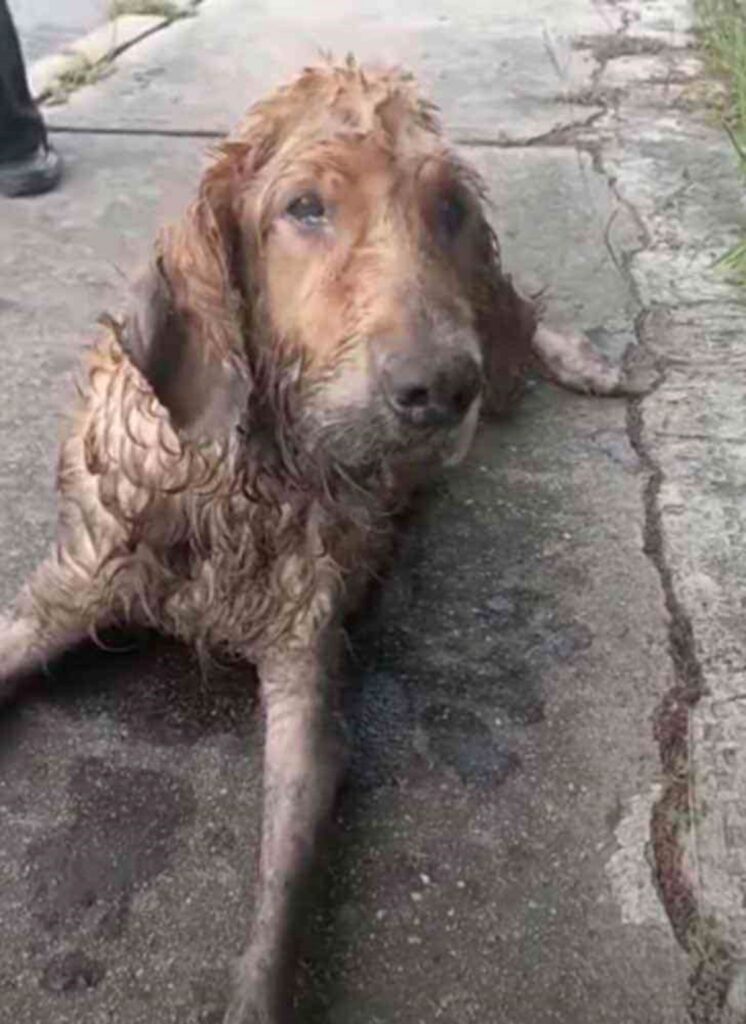 cane camminava nel fango sotto la pioggia