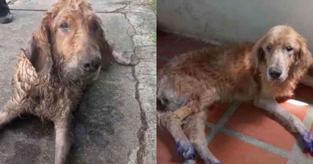 cane camminava nel fango sotto la pioggia