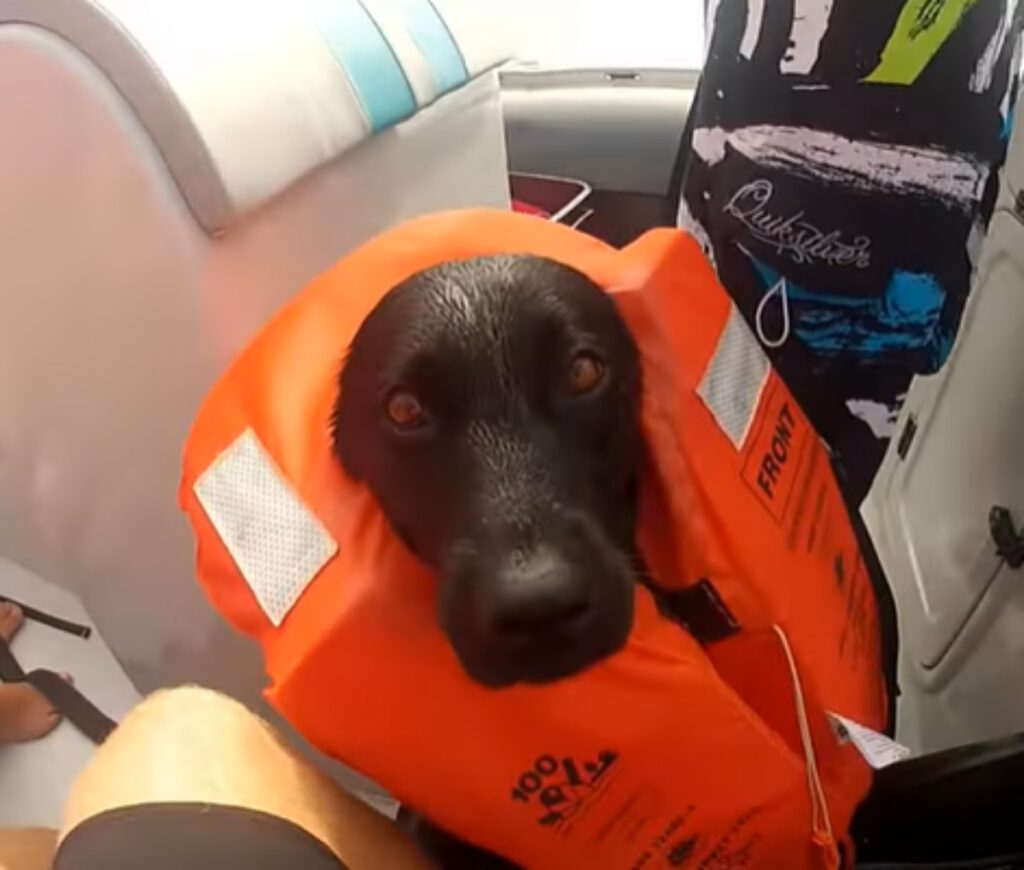 cane in barca nuota coi delfini