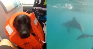 Labrador in barca. Non crederete mai a cosa sia successo (VIDEO)