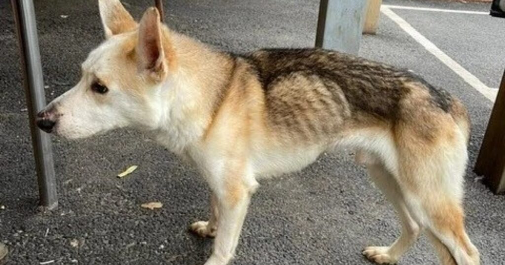 cane ritrovato dopo 8 anni