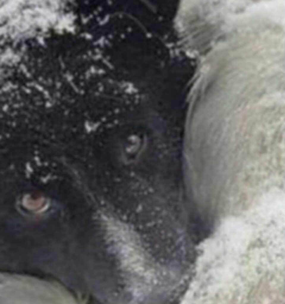 cane salva bambino di 2 anni dal freddo in inverno