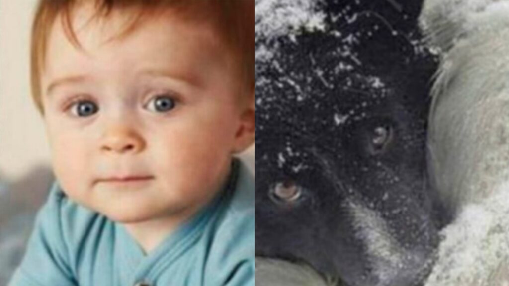 cane salva bambino di 2 anni dal freddo in inverno