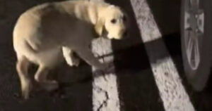 Salva il cagnolino Howi da una situazione misteriosa (VIDEO)