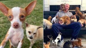 In un momento di crisi ha accolto a casa sua quasi 100 cuccioli chihuahua, creando un vero è proprio santuario (VIDEO)