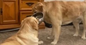 Due Golden Retriever giocano con una ciotola e ci regalano un sorriso (VIDEO)