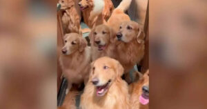 Passione Golden Retriever: Un ragazzo ha tenuto una cucciolata e vive con ben 13 di questi adorabili cani (VIDEO)