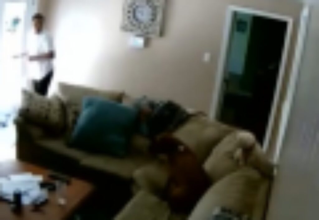 cuccioli guardano ladri dal divano