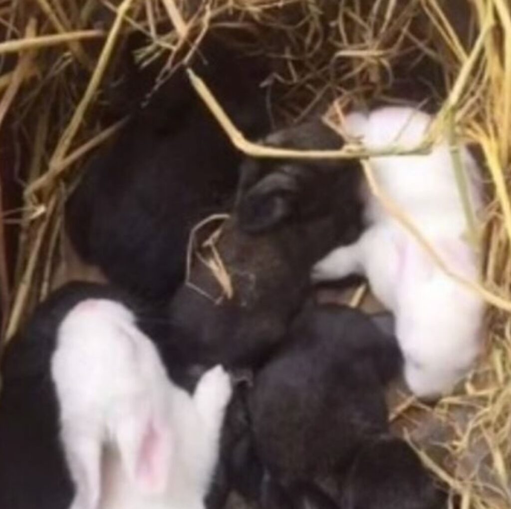 cuccioli di coniglio nel campo