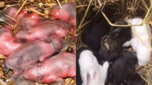 Cuccioli abbandonati vengono ritrovati in un campo ma si scopre che non erano cani