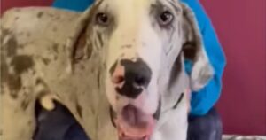 Salvano un cucciolo di Gran Danese da morte certa; ora la sua vita è cambiata (VIDEO)